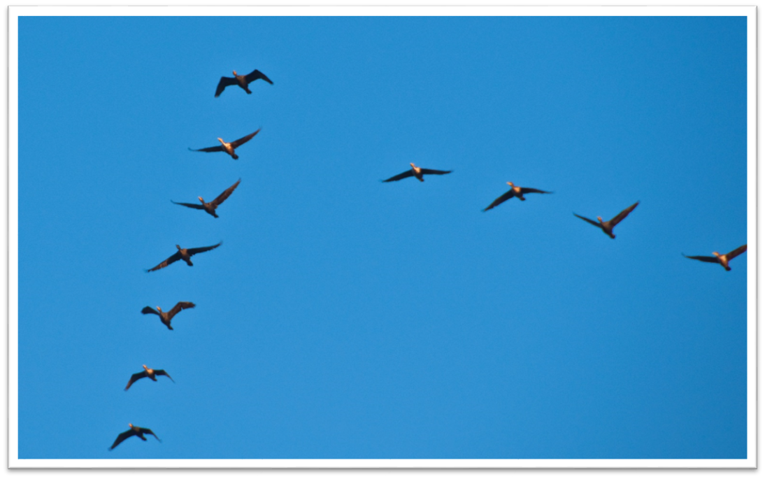 A group of birds flying in the skyDescription automatically generated